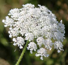 Ammi Majus