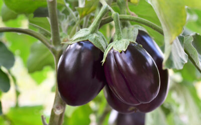 Aubergine