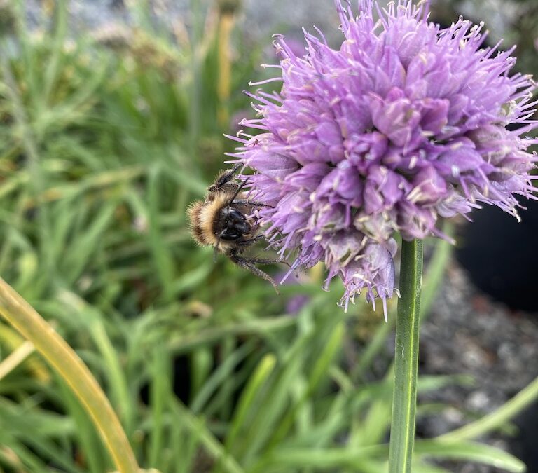 Chives