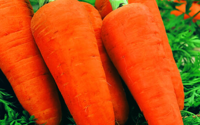 Carrot
