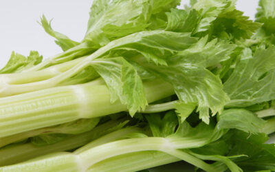 Celery