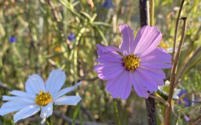 Cosmos