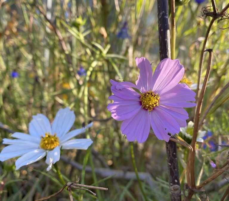 Cosmos