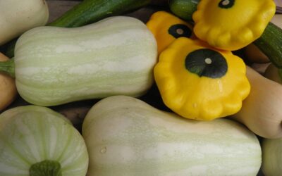 Courgette & Squash