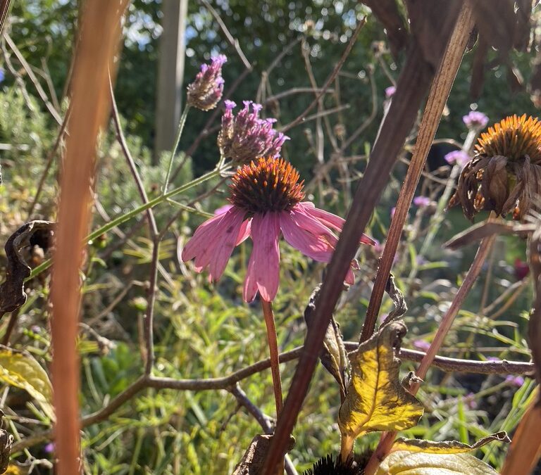 Echinacea