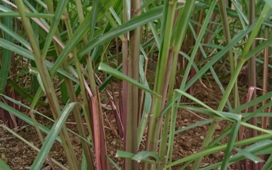 Lemongrass