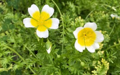 Limnanthes Douglasii