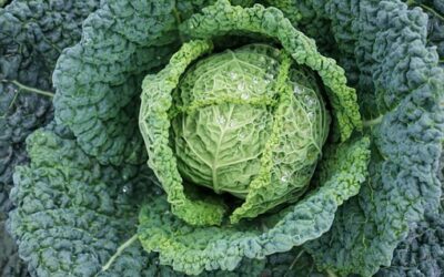 Cabbage (Winter & Spring)