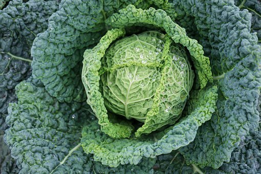 Cabbage (Winter & Spring)