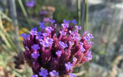 Verbena Bonariensis