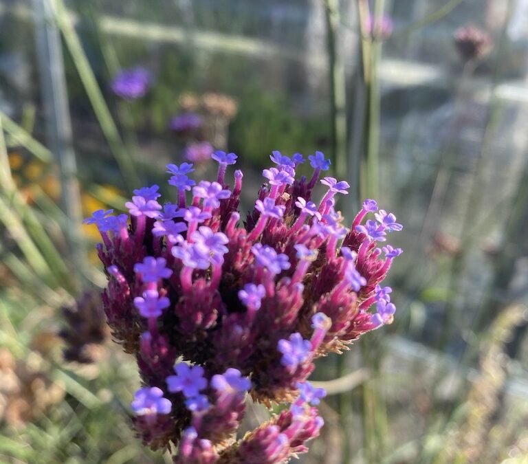 Verbena Bonariensis