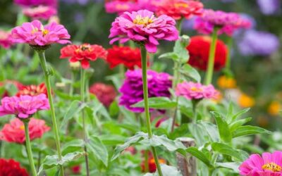 Zinnia Elegans