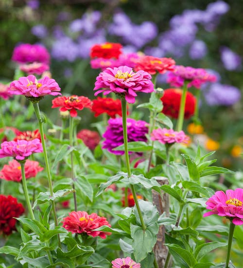 Zinnia Elegans