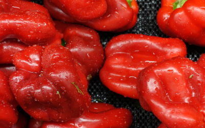 Sweet Pepper