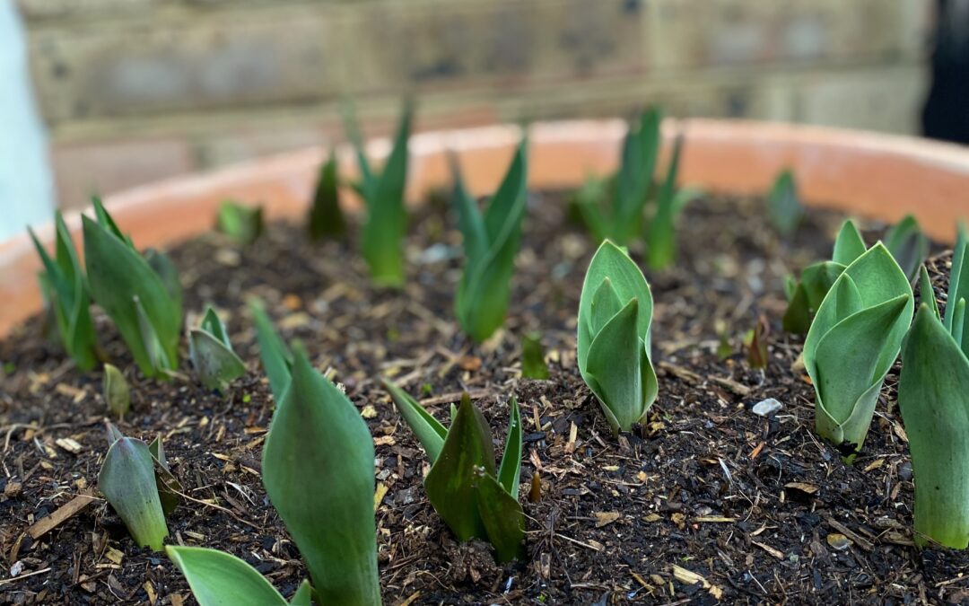 A Spring in My Step