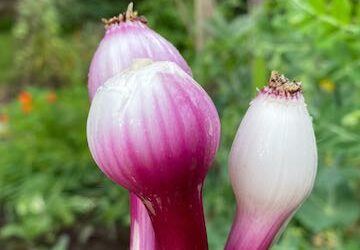 Spring Onions