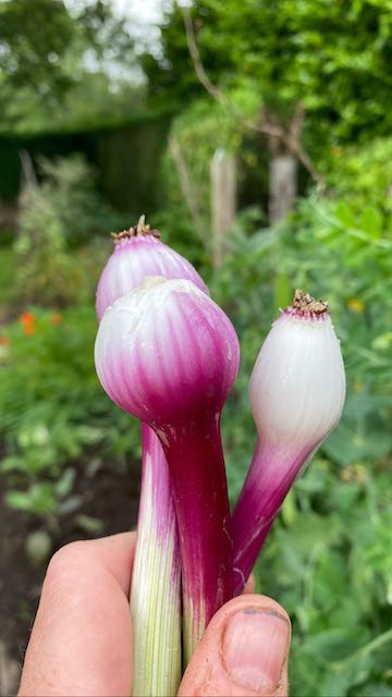 Spring Onions
