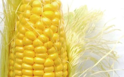 Sweetcorn