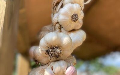 Garlic
