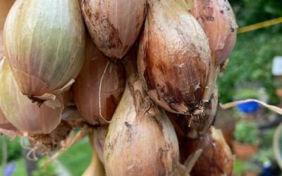 Onions