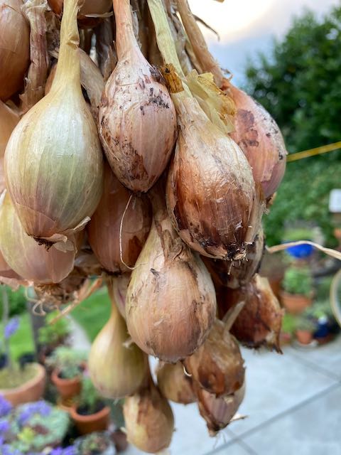 Onions