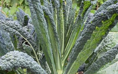 Kale