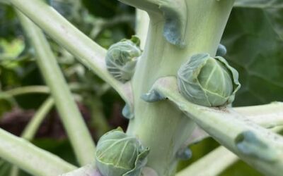Brussels Sprouts