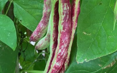 Borlotti Beans