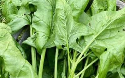 Spinach