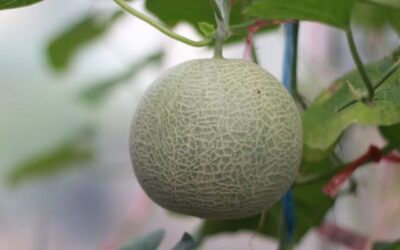 Melon
