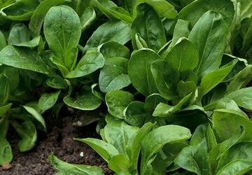 Lamb’s Lettuce