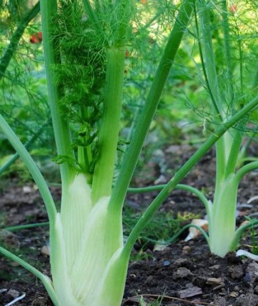 Fennel