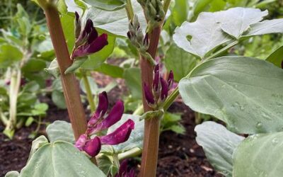 Broad Beans