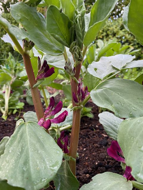 Broad Beans