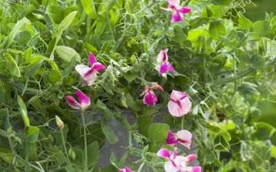 Sweet Pea