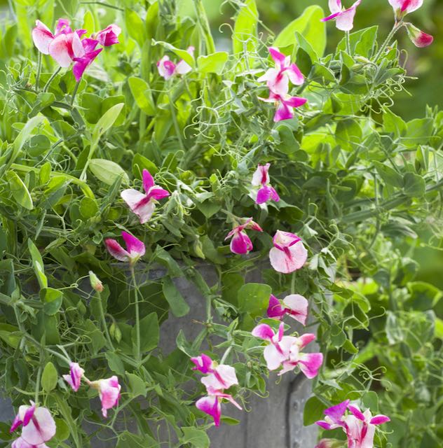 Sweet Pea