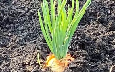 Shallots