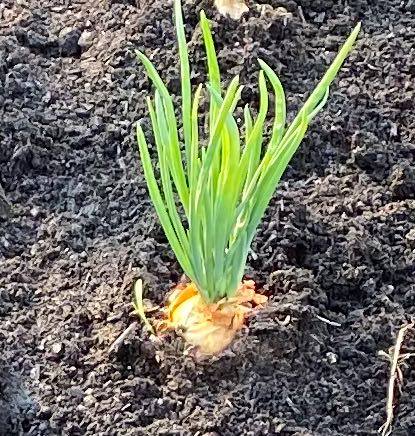 Shallots