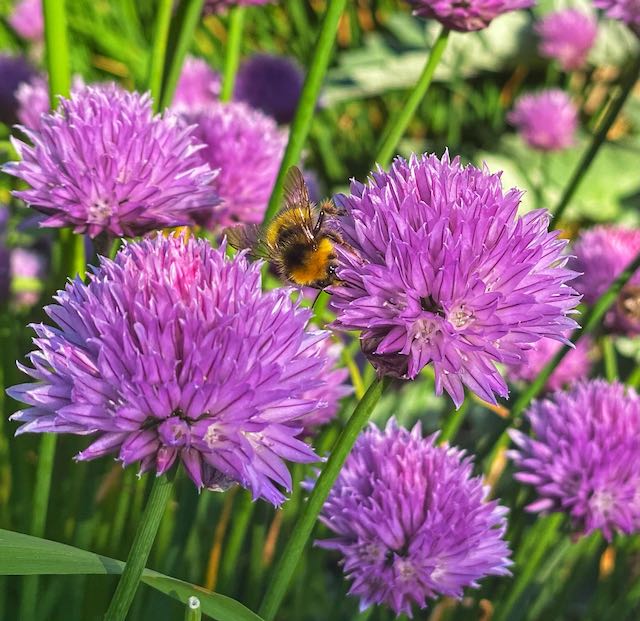 Chives