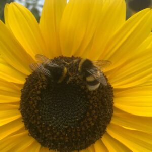 Sunflower mixed
