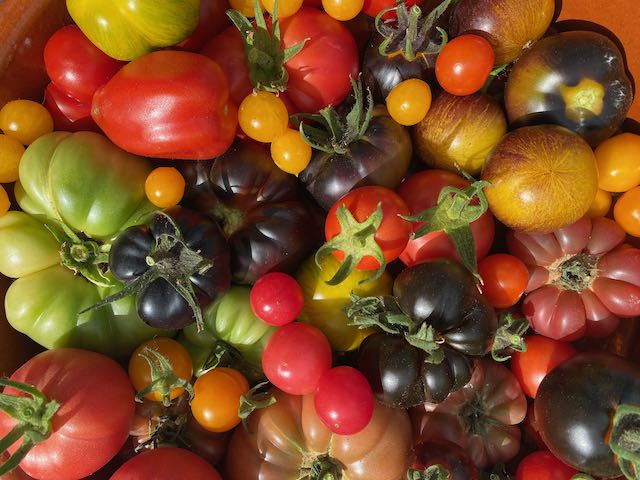 Tomato Harvests And A Second Spring!