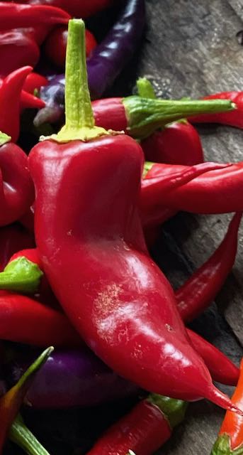Chilli pepper - Grisu Ibrido