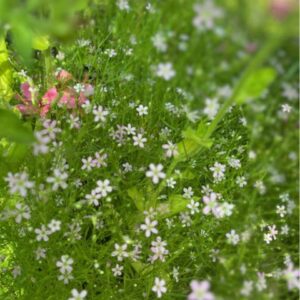 Gypsophila