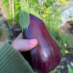 Aubergine - Black Beauty