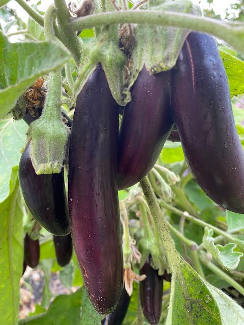 Aubergine - Little Fingers