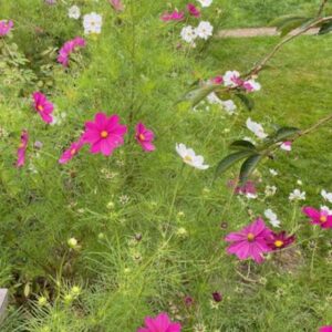 Cosmos - mixed