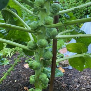 Brussels Sprout - Long island