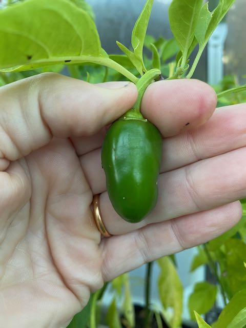 Chilli pepper - Jalapeno