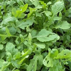 Salad Rocket