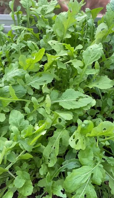 Salad Rocket